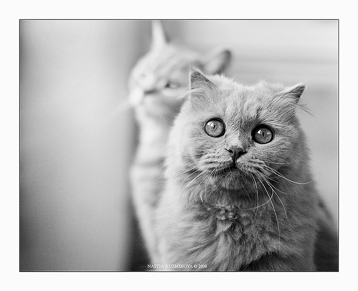    (BW)