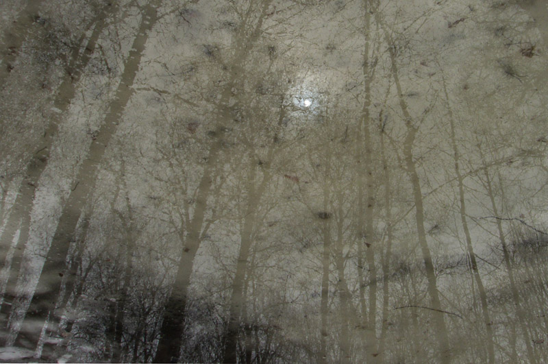  Mystic Forest
