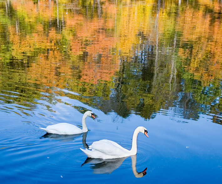  swans lake