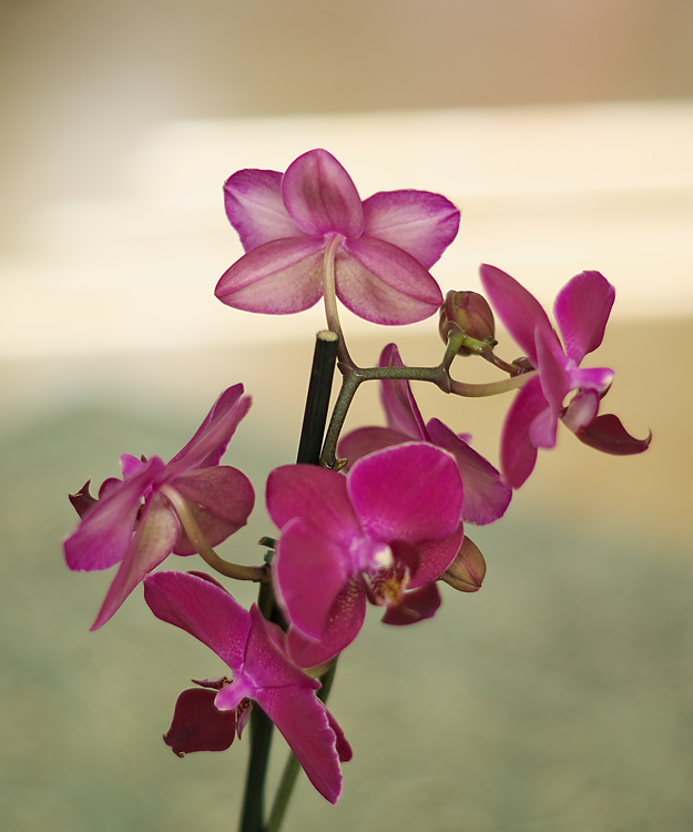  Orchid