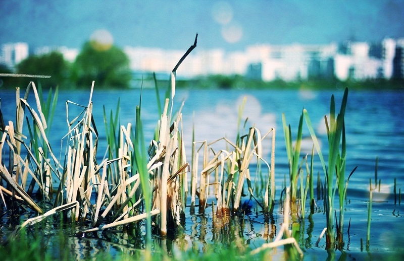  cane