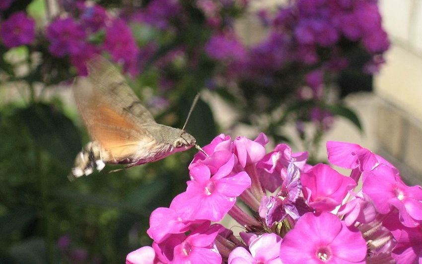  - - Macroglossum stellata
