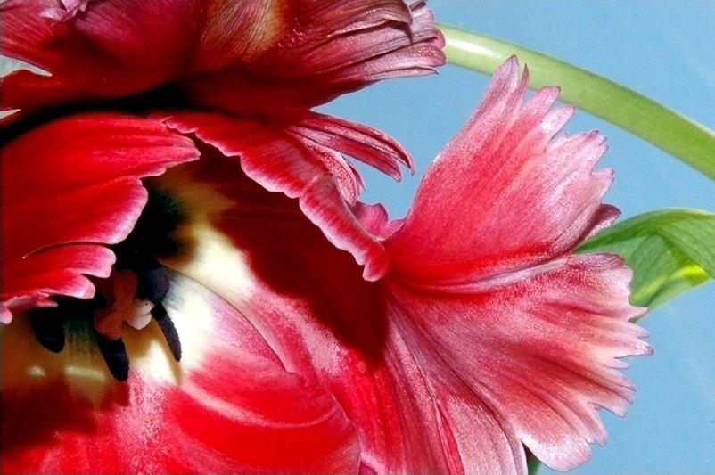  la tulipe