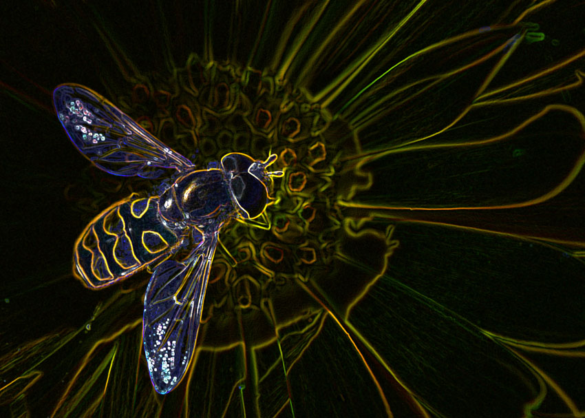  cosmic bee