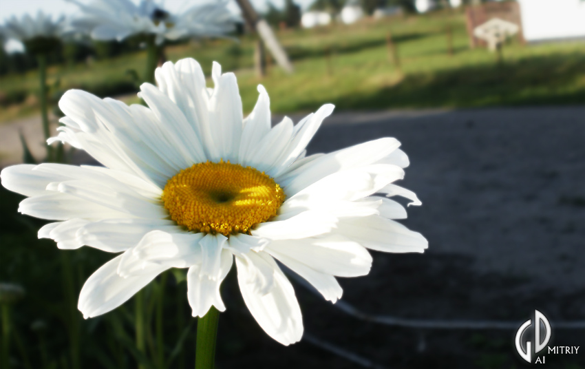  WhiteWind