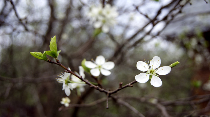  the plum tree blossom