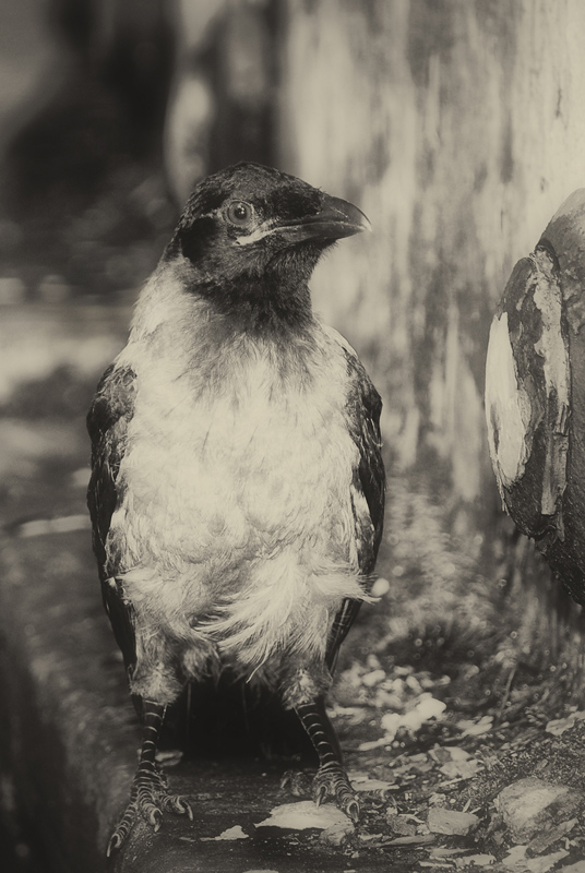  raven