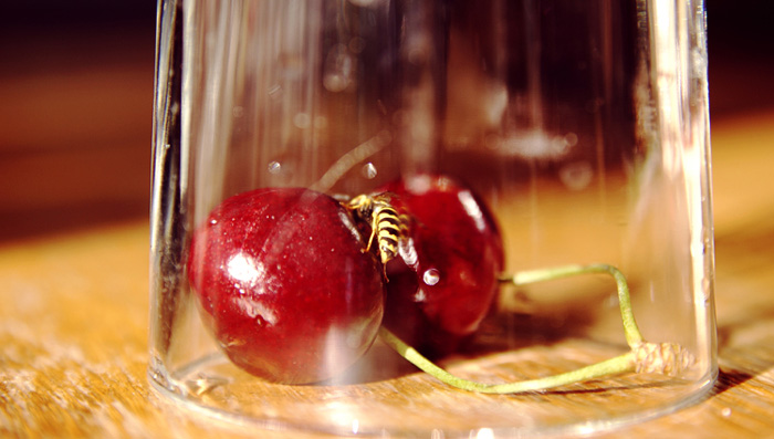  summer in the glass