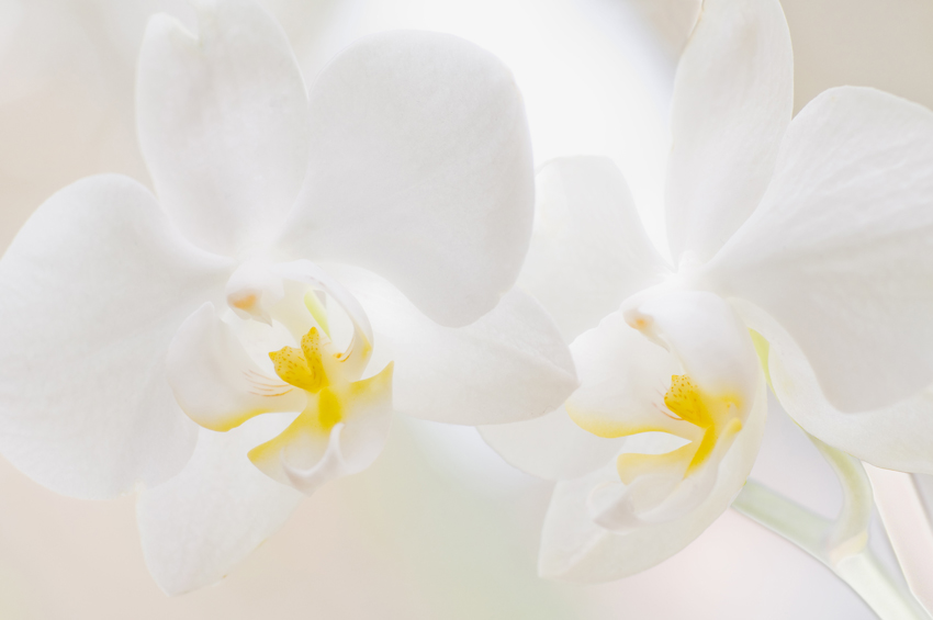 фотография Орхидеи