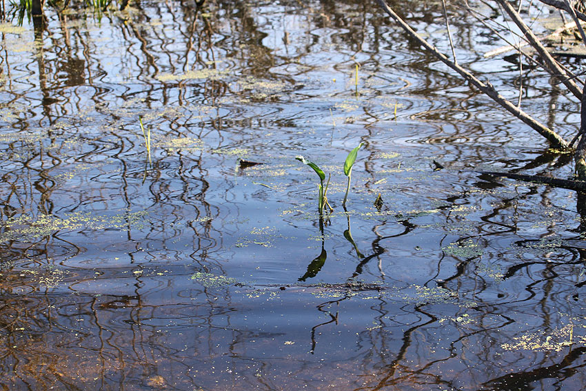  , , waterplants...