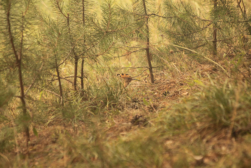 I got eye on you..!
