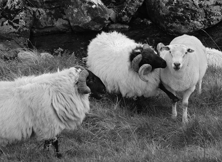  Connemara killer sheep family