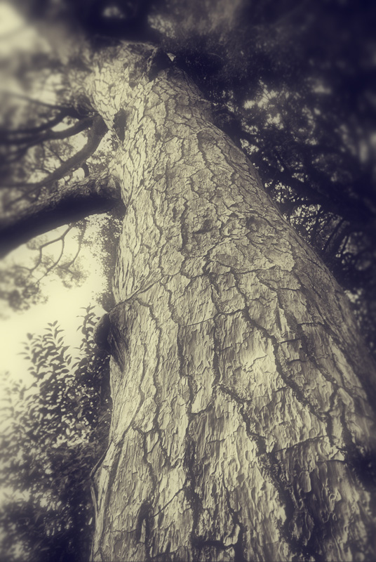  veins of time