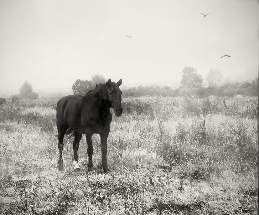  Noir