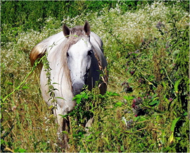  Horse