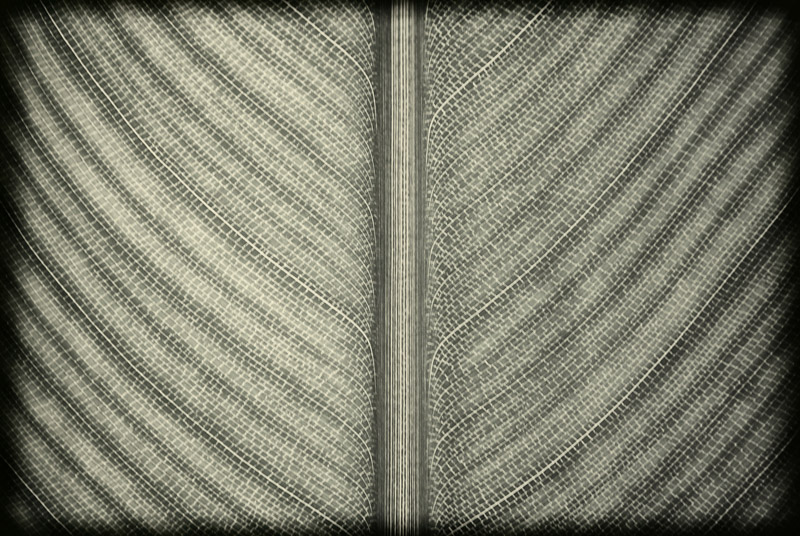  Book of Nature