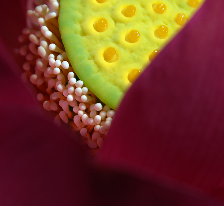      Nelumbo komarovii (2)