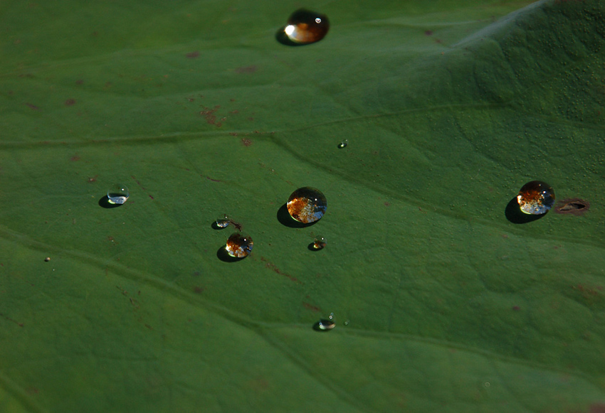      Nelumbo komarovii (3)