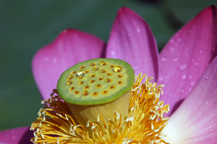      Nelumbo komarovii (5)