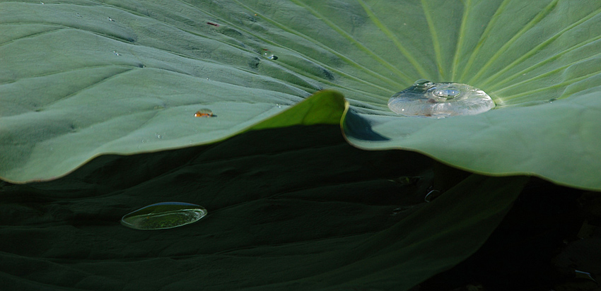      Nelumbo komarovii (6)