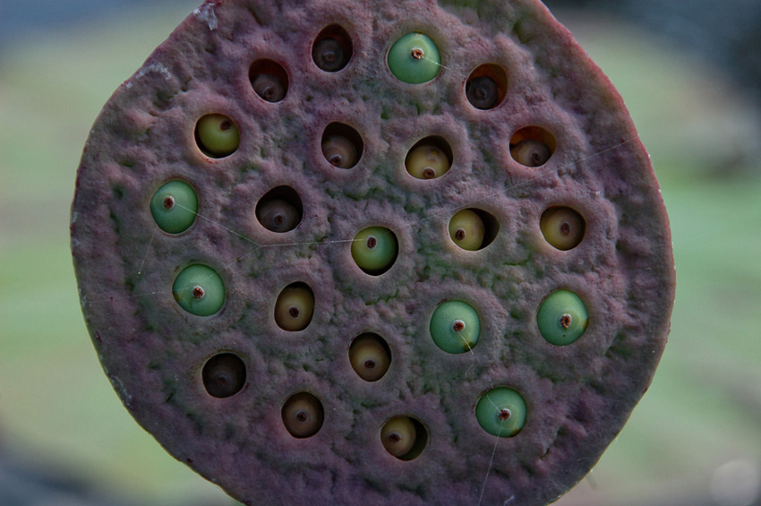      Nelumbo komarovii (7)