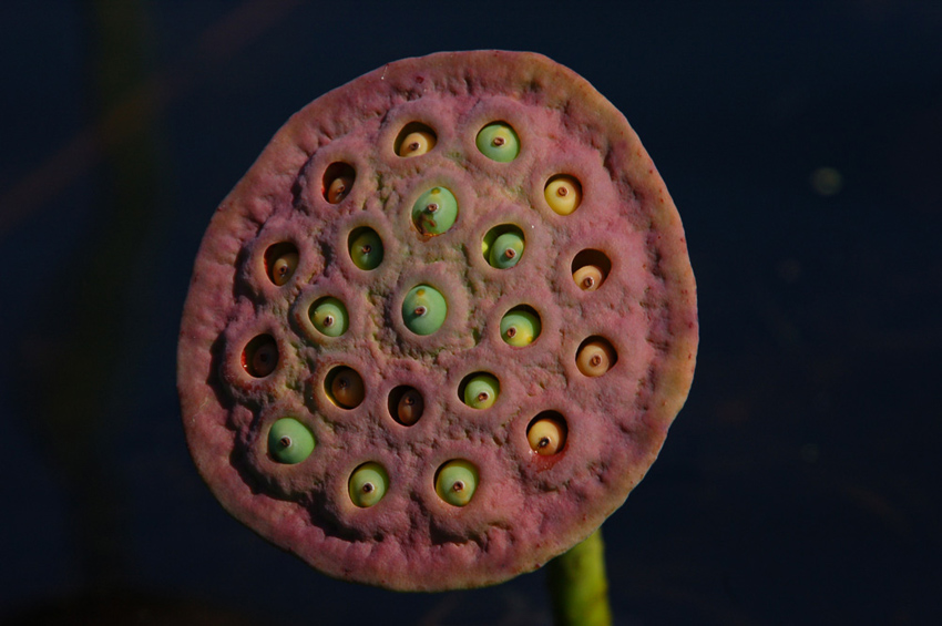      Nelumbo komarovii (9)