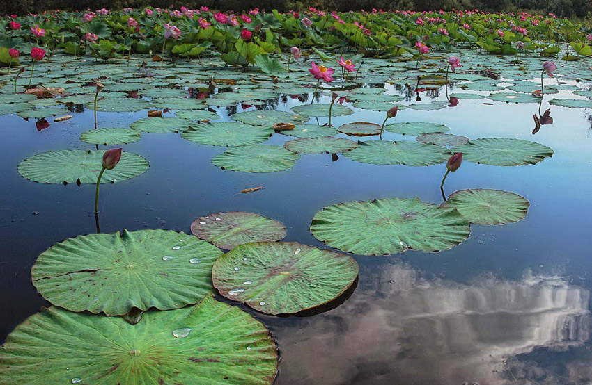      Nelumbo komarovii(11)