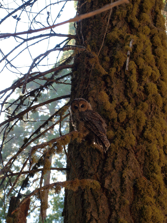  California Spotted Owl 