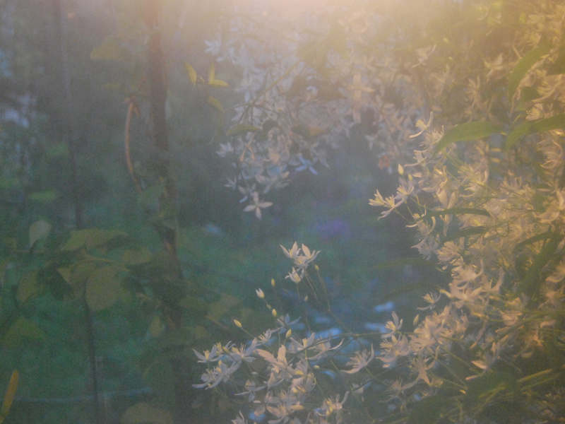  Clematis vitalba