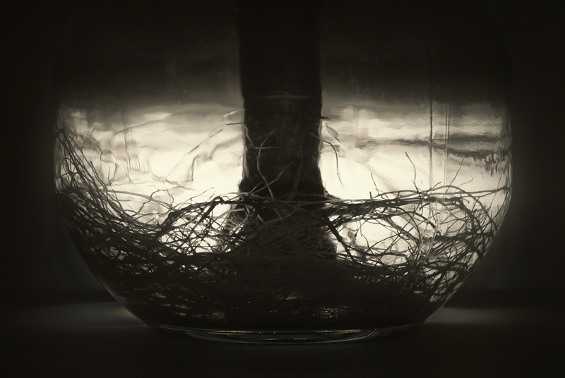  roots