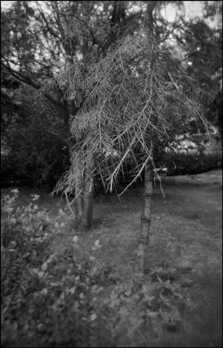  holga #****