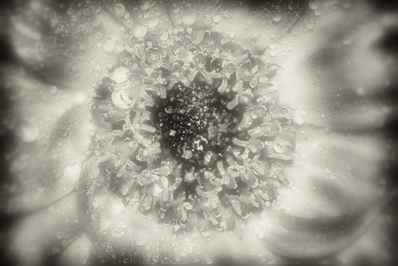  macrocosmos