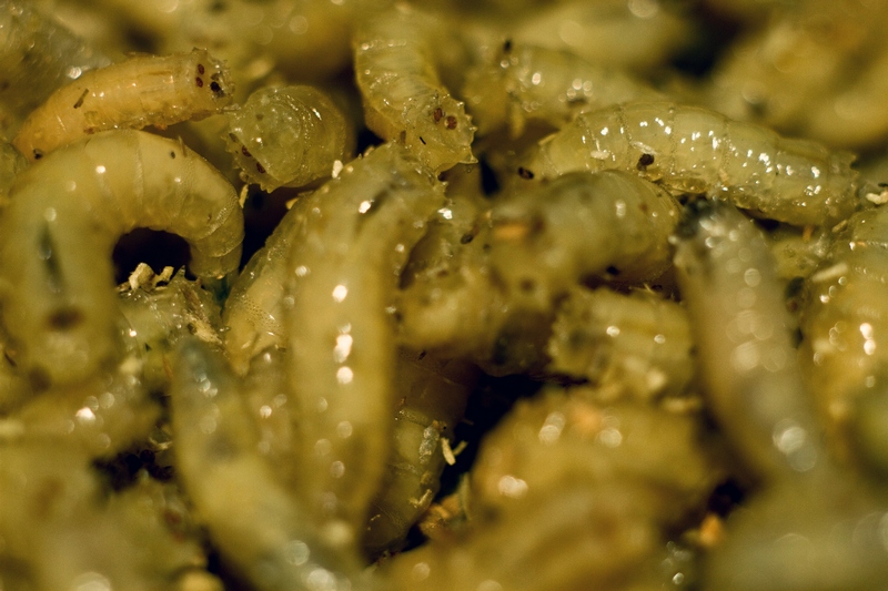  graveworms