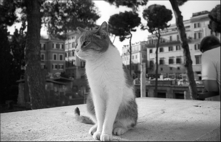  Rome.aug 2010 #15