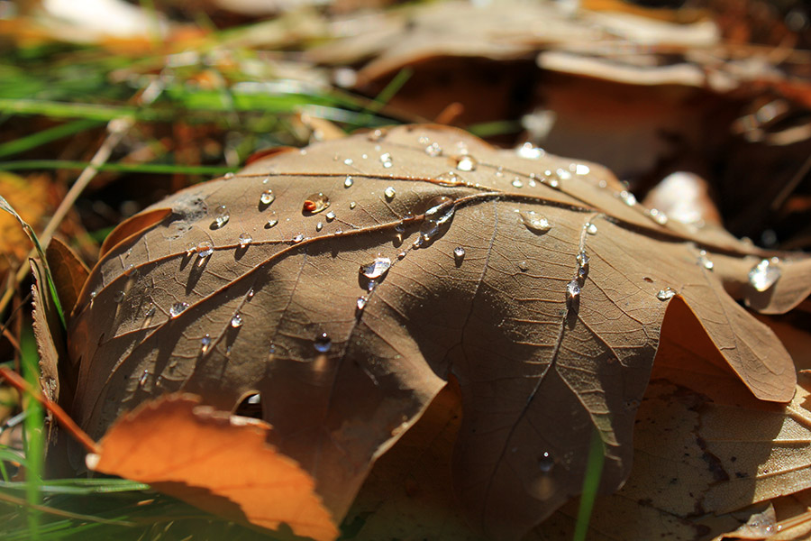  Shine of diamonds of autumn...