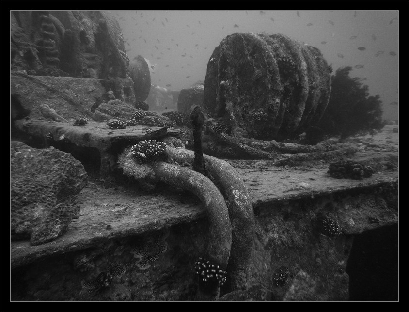  Thistlegorm (6)