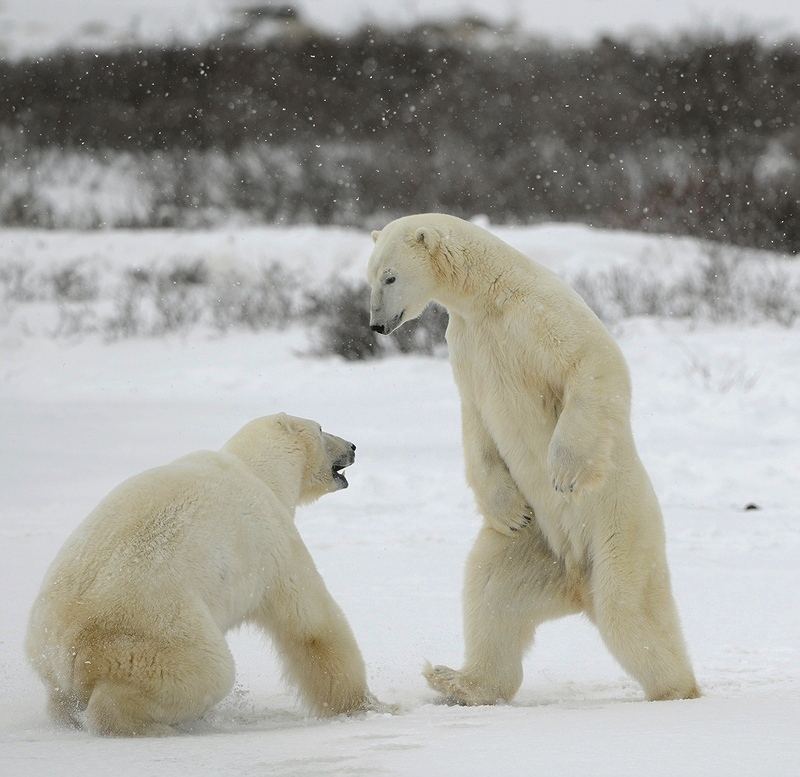  Ursus maritimus