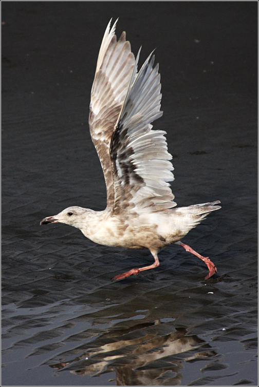  Pacific bird