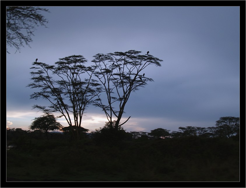  " ", Serengeti Tanzania