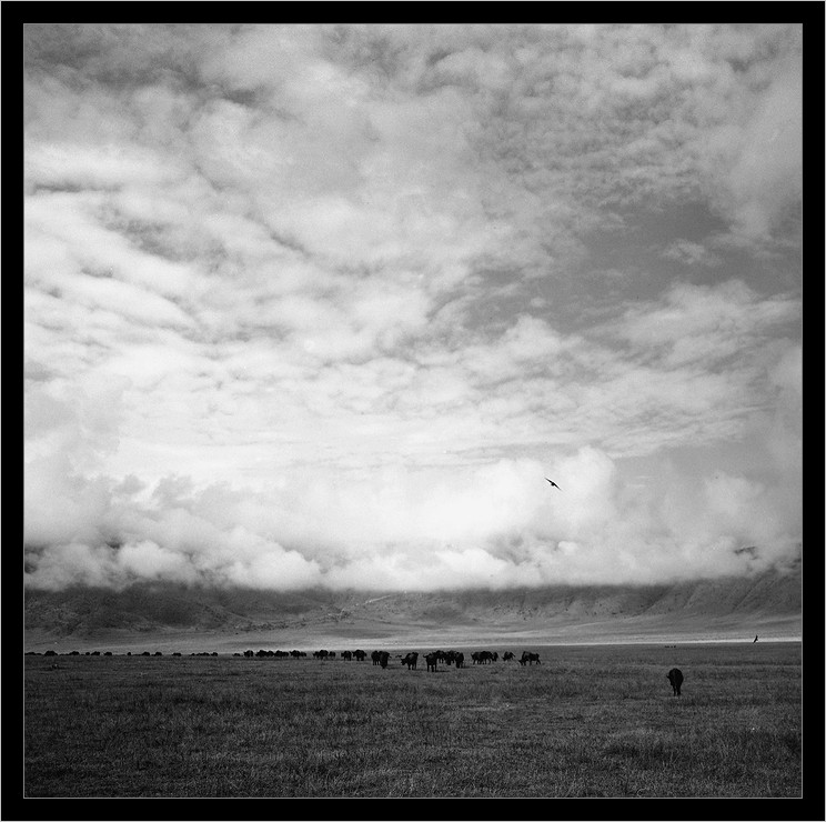  Ngorongoro