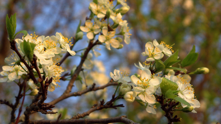  spring
