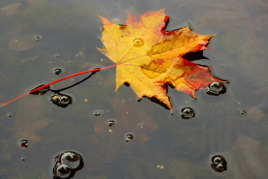  autumn