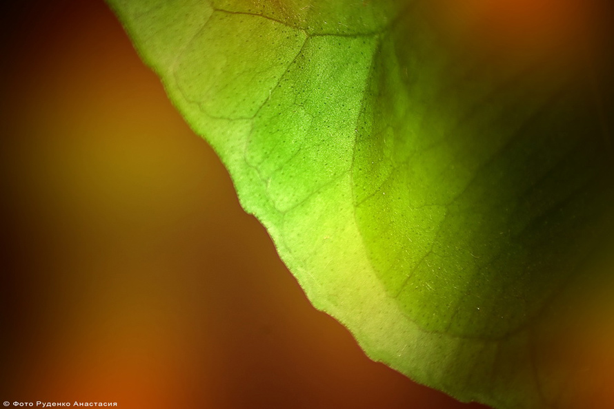 Lemon tree