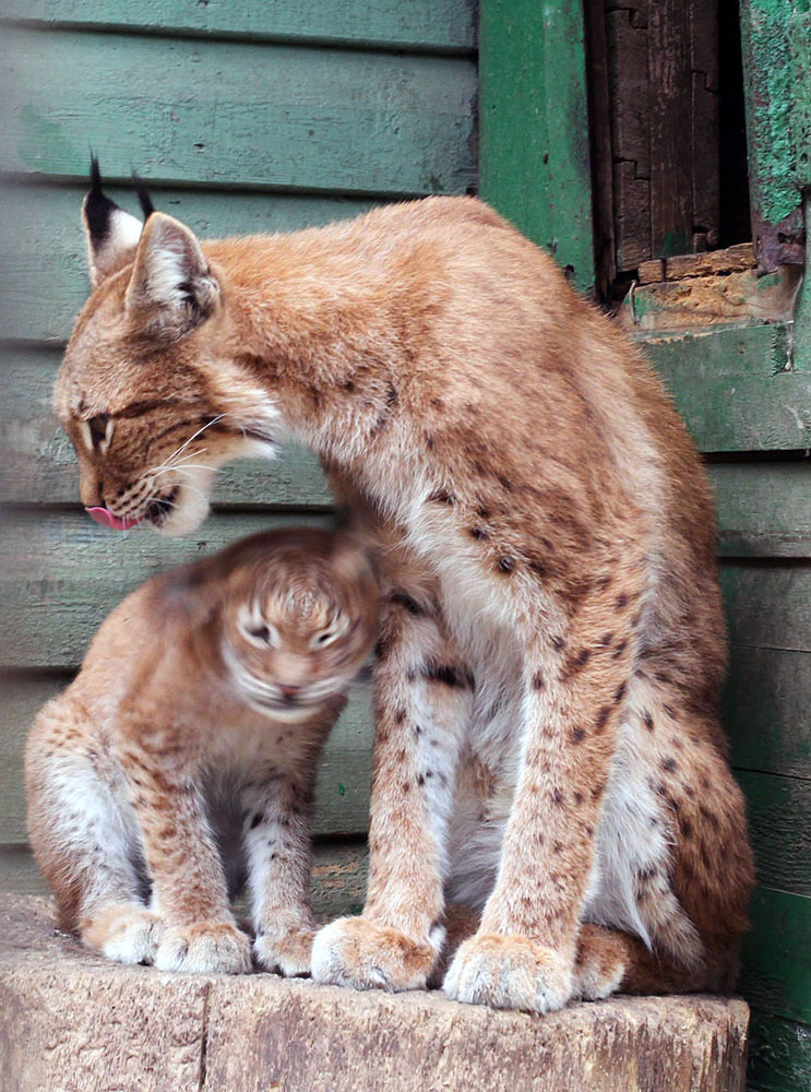  Mama, xvatit...