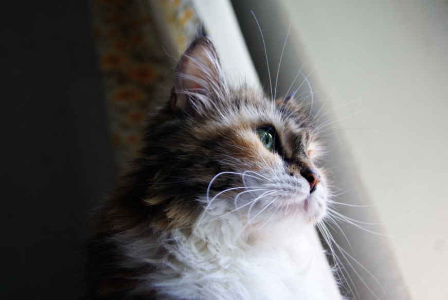  :3