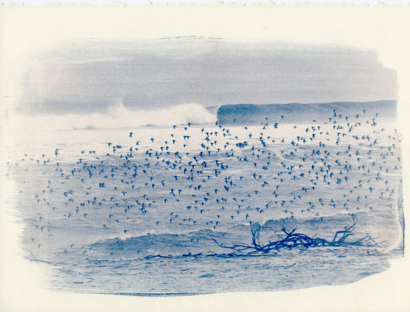  cyanotype3608