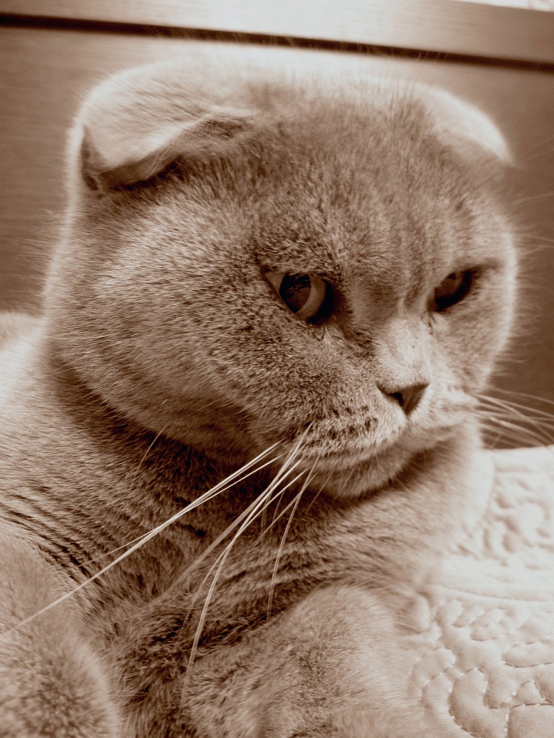  a cat dreaming