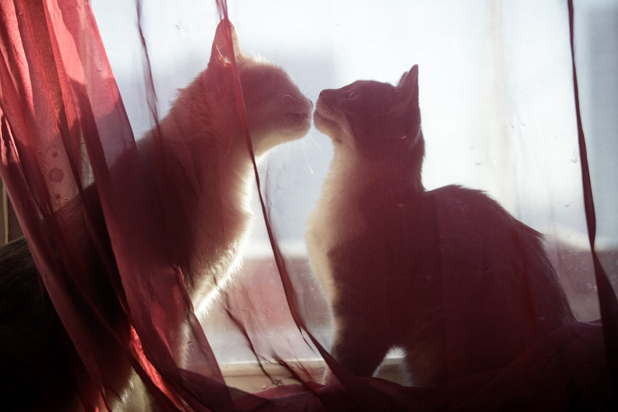  Cat love