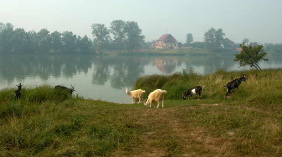   .    (2010