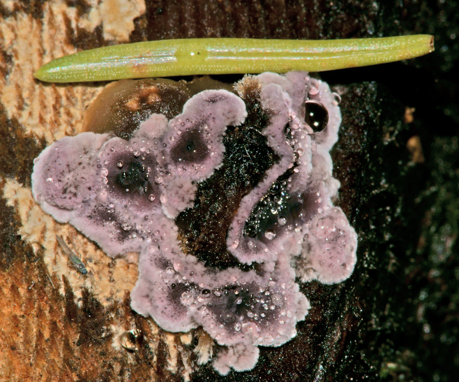     (6)